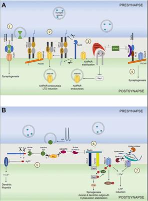 Shaping Synapses by the Neural Extracellular Matrix